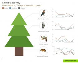 Animals activity, infographics